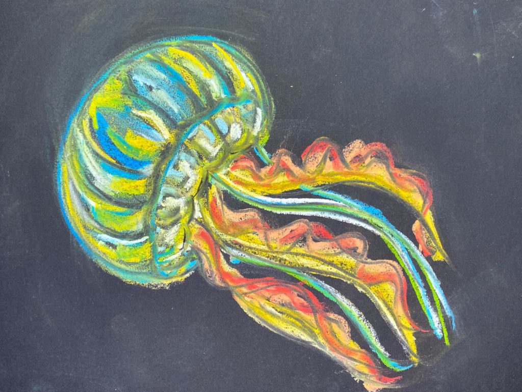 Chalk Pastel Jellyfish Drawing - Art With Miss Linda